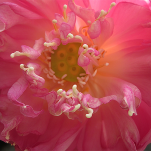 Reclaiming the Heart